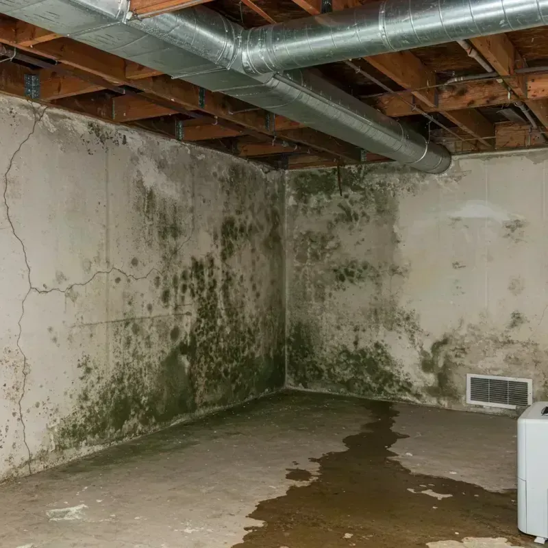 Professional Mold Removal in Yarmouth, ME